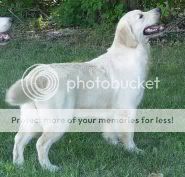 Dog picture
