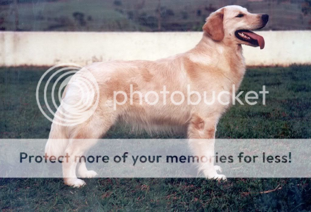 Dog picture
