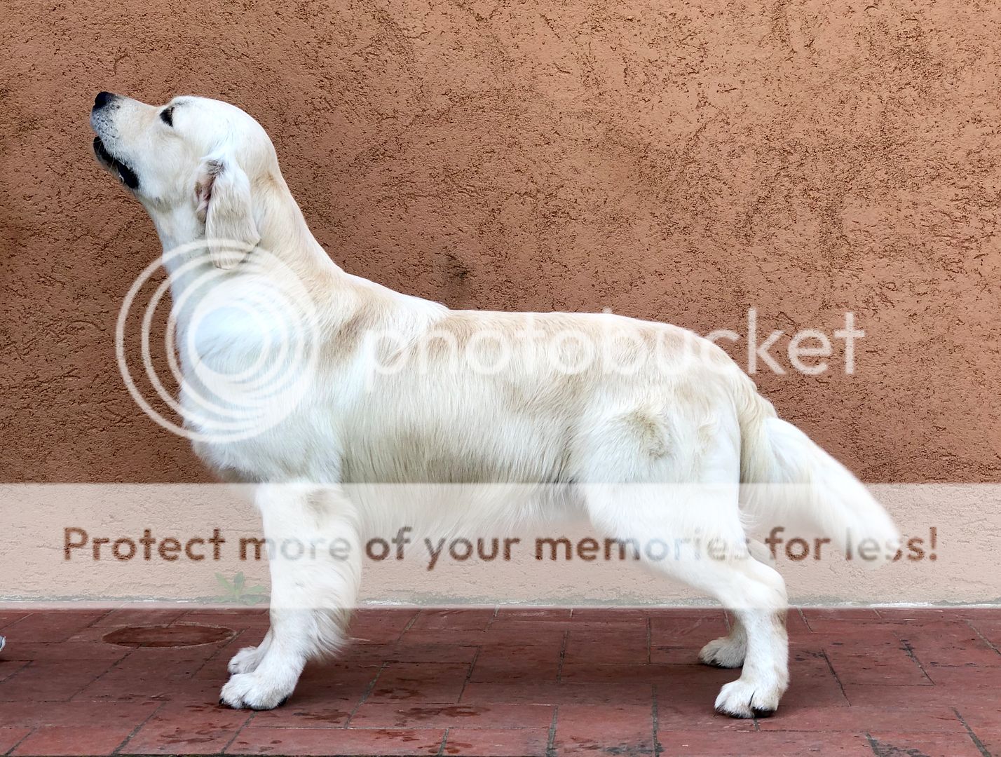 Dog picture