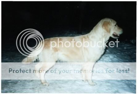 Dog picture