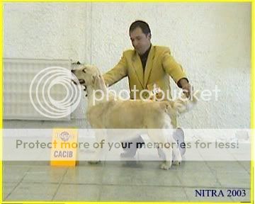 Dog picture