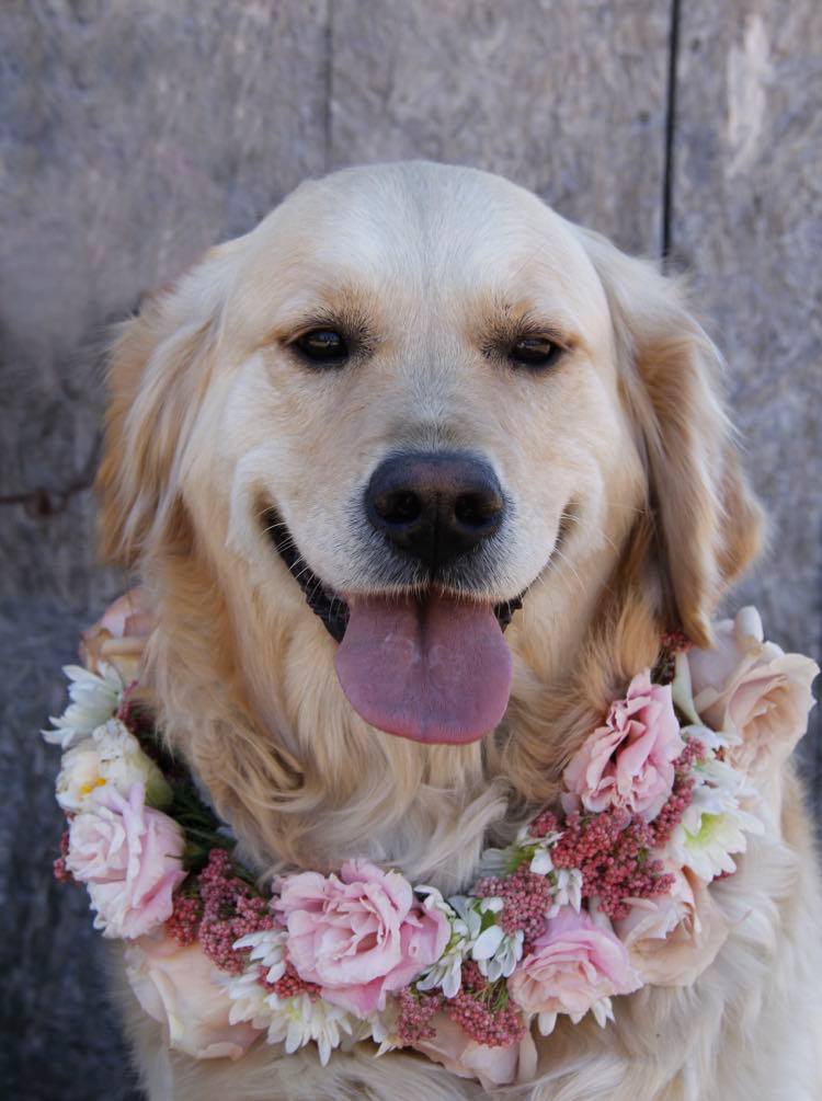 Dog picture