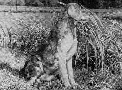 Dog picture