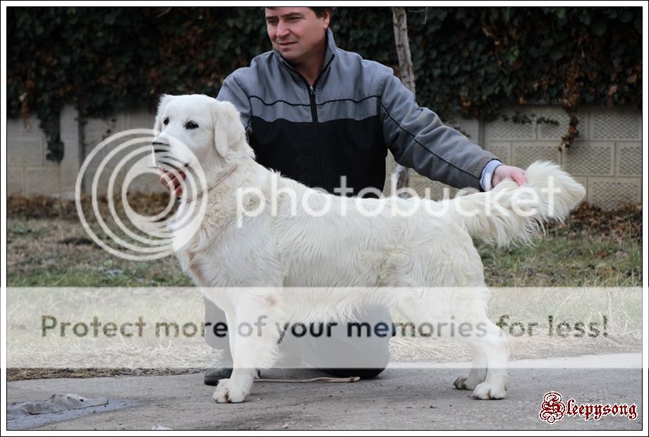 Dog picture
