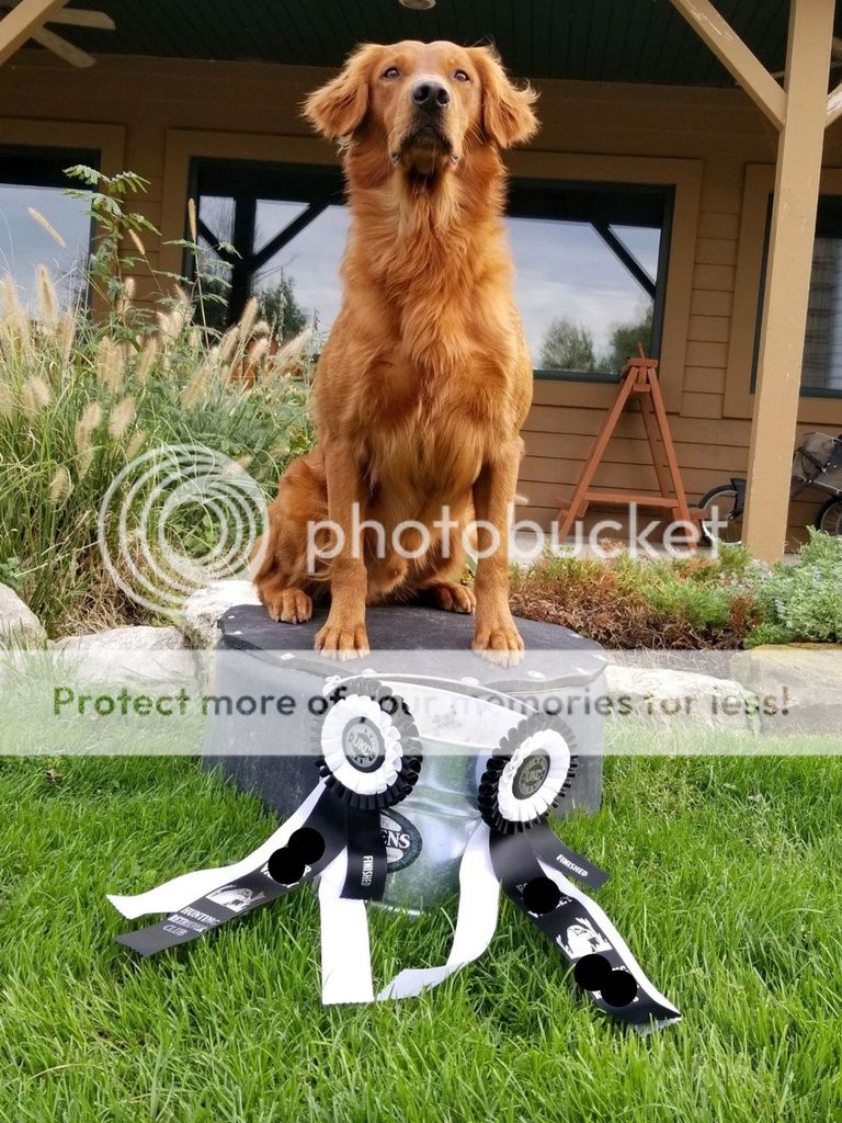 Dog picture