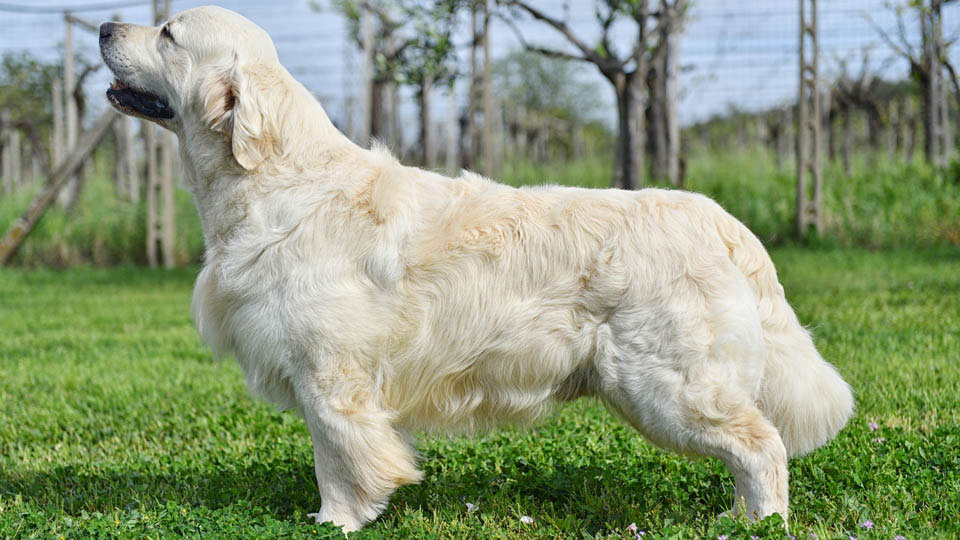 Dog picture