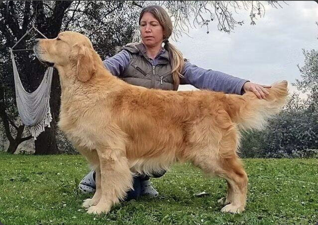 Dog picture