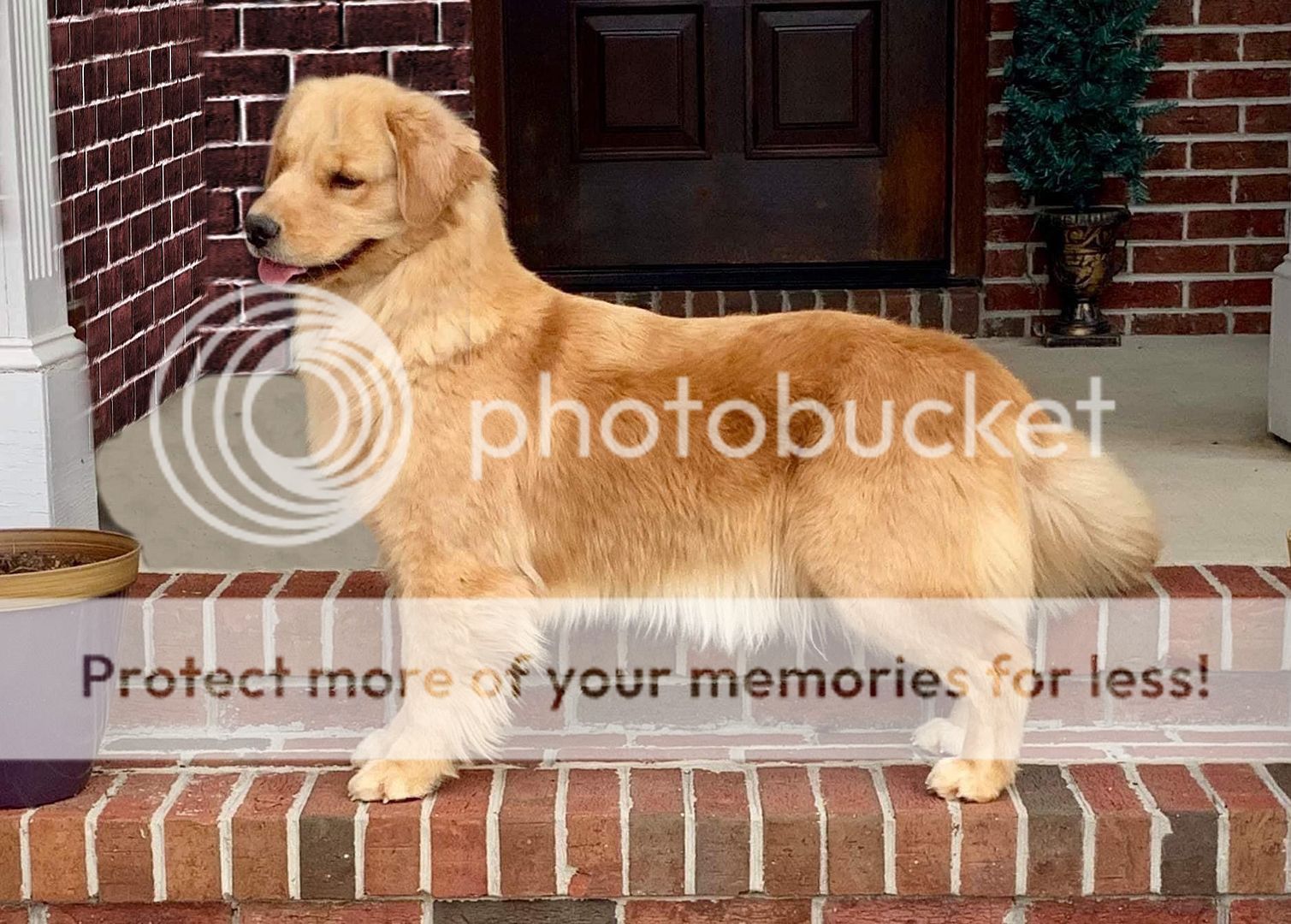 Dog picture