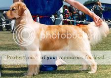 Dog picture