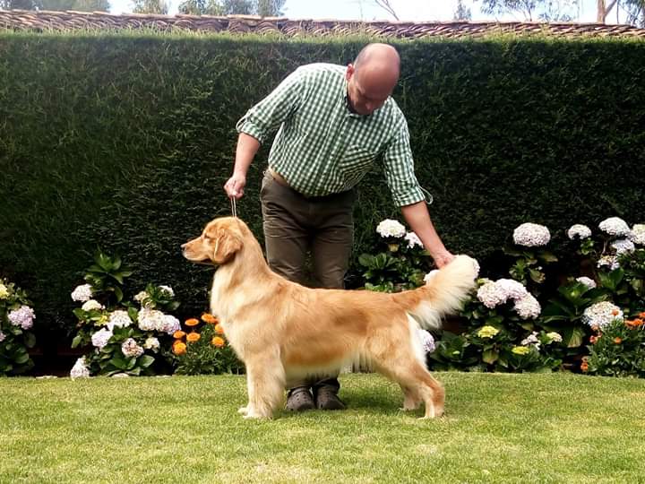 Dog picture