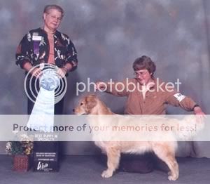 Dog picture