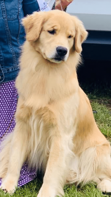 Dog picture