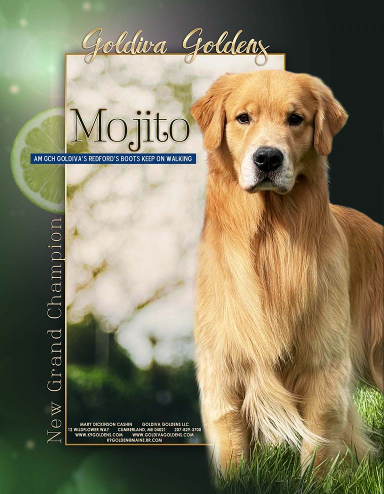 Dog picture
