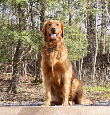 Dog picture