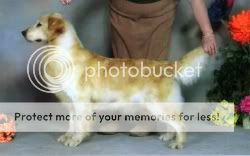 Dog picture
