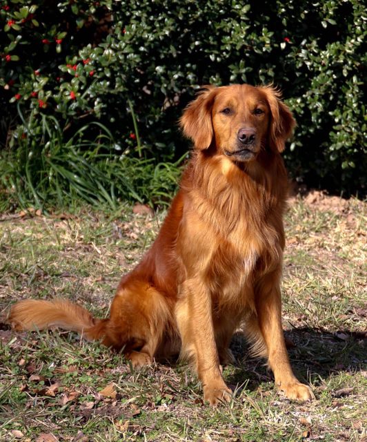 Dog picture