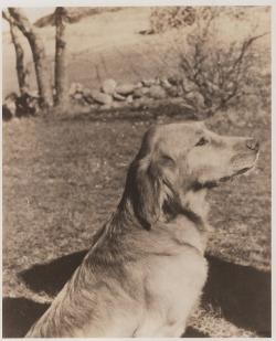 Dog picture