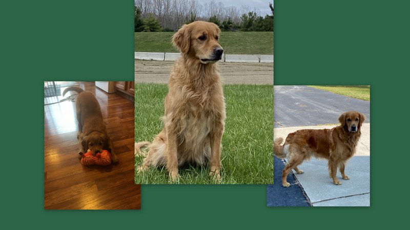 Dog picture