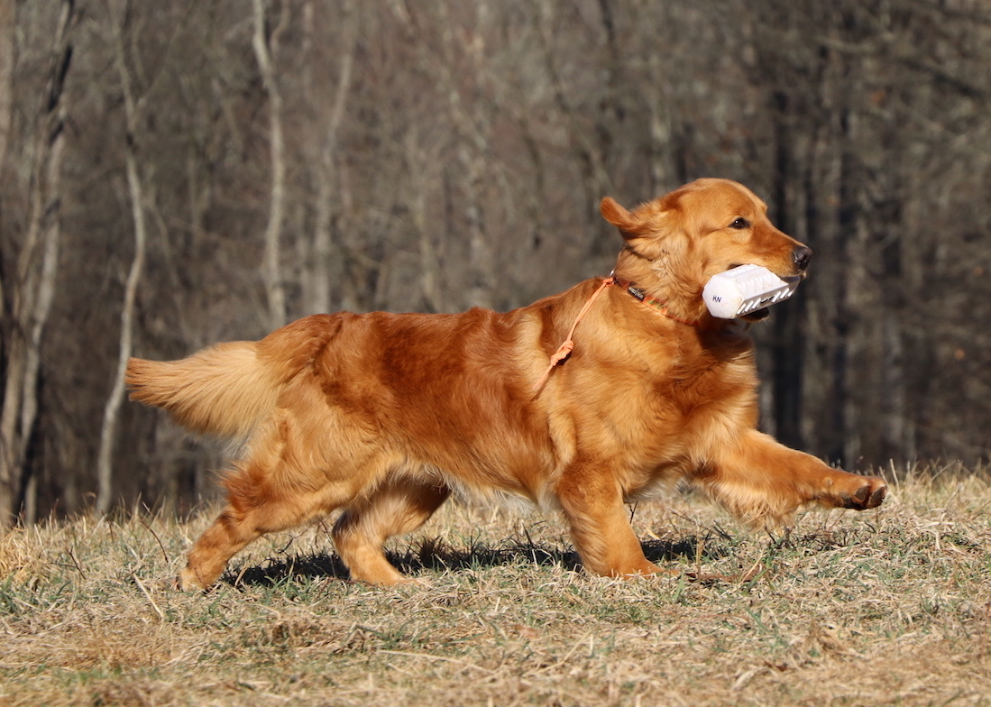 Dog picture