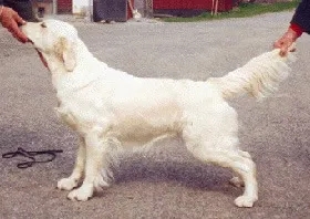 Dog picture