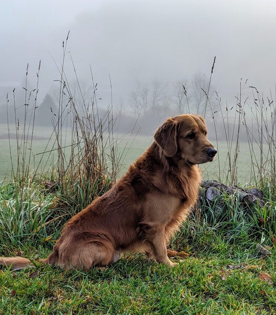 Dog picture