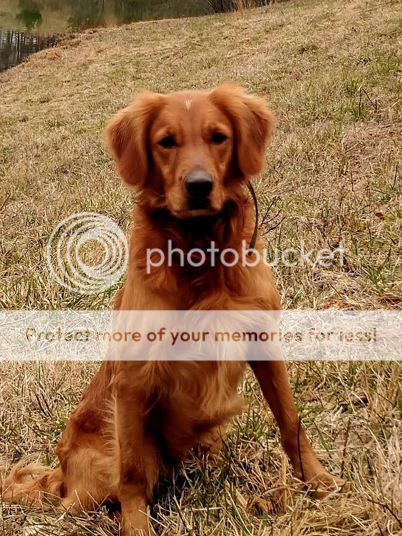 Dog picture