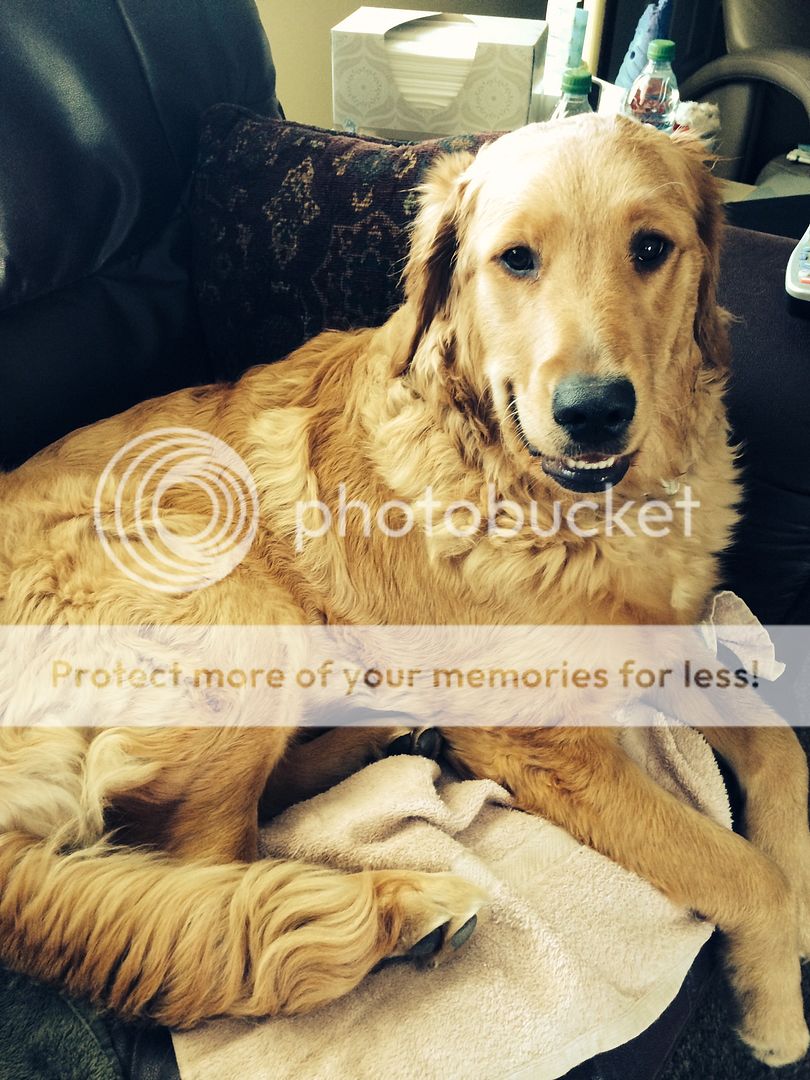 Dog picture