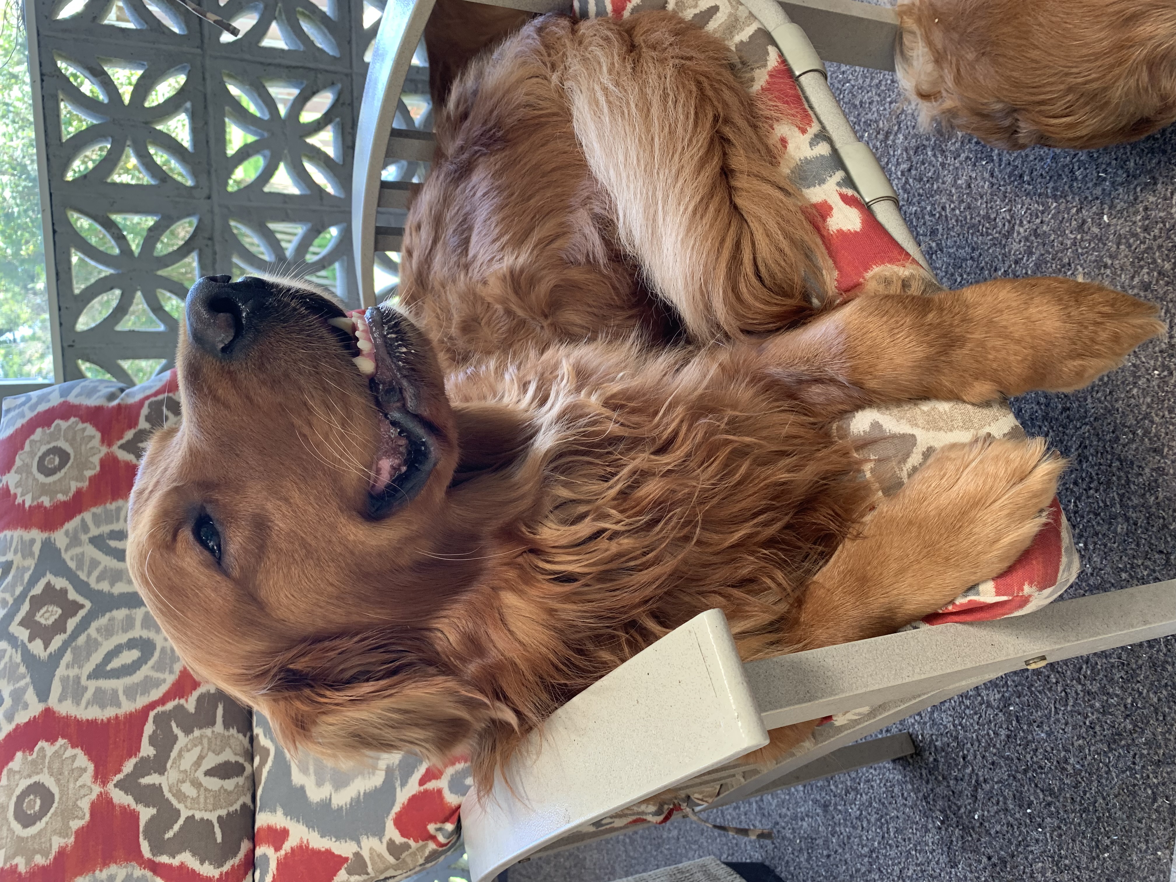 Dog picture