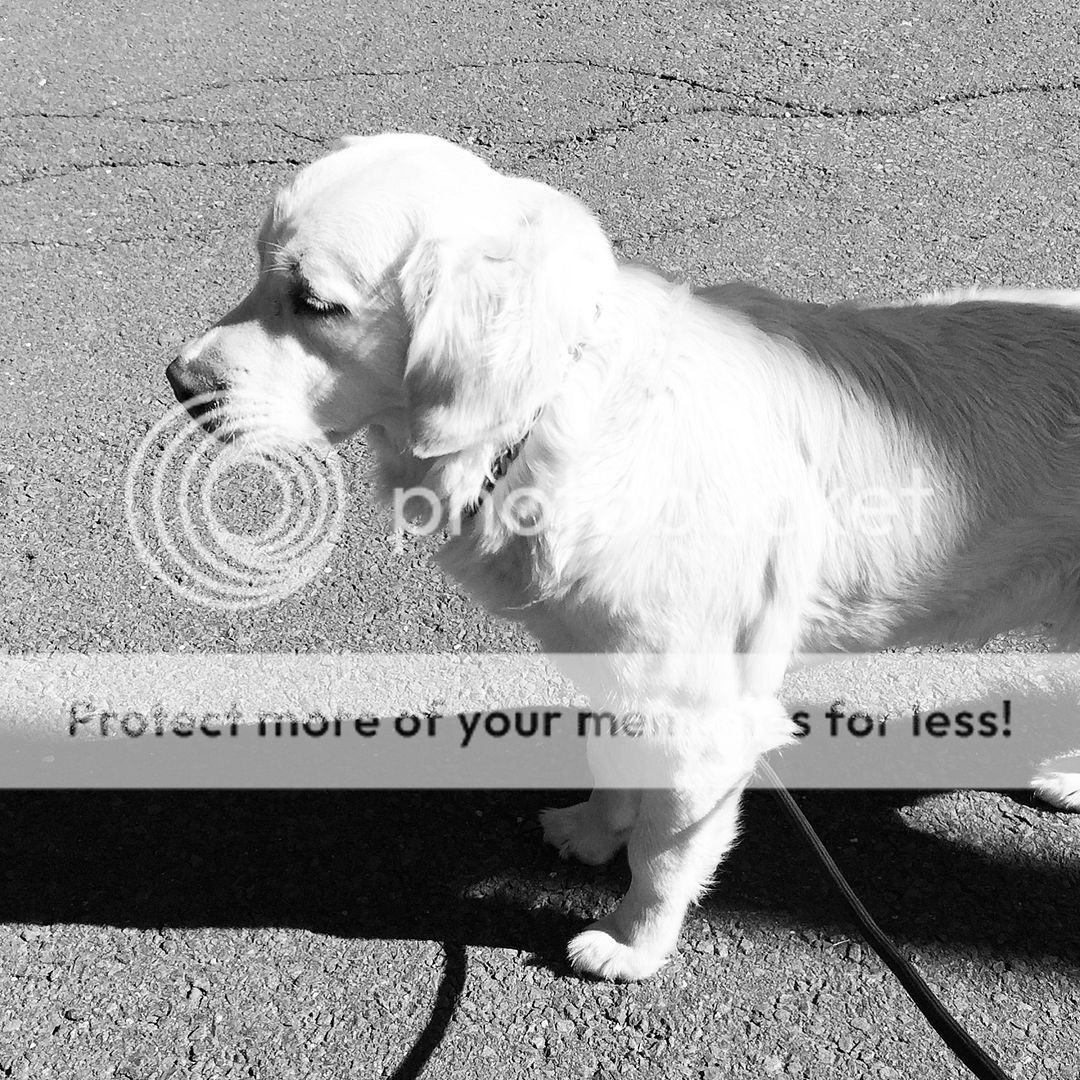 Dog picture
