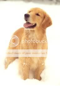 Dog picture