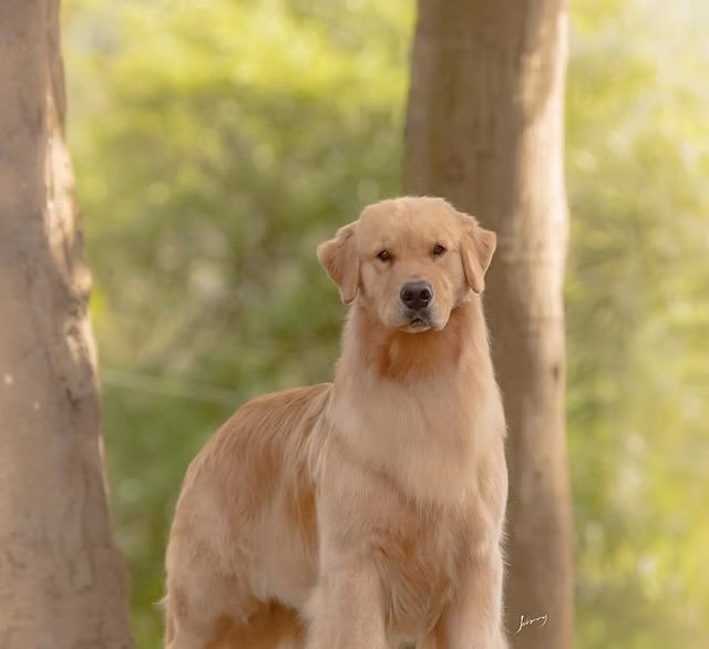 Dog picture