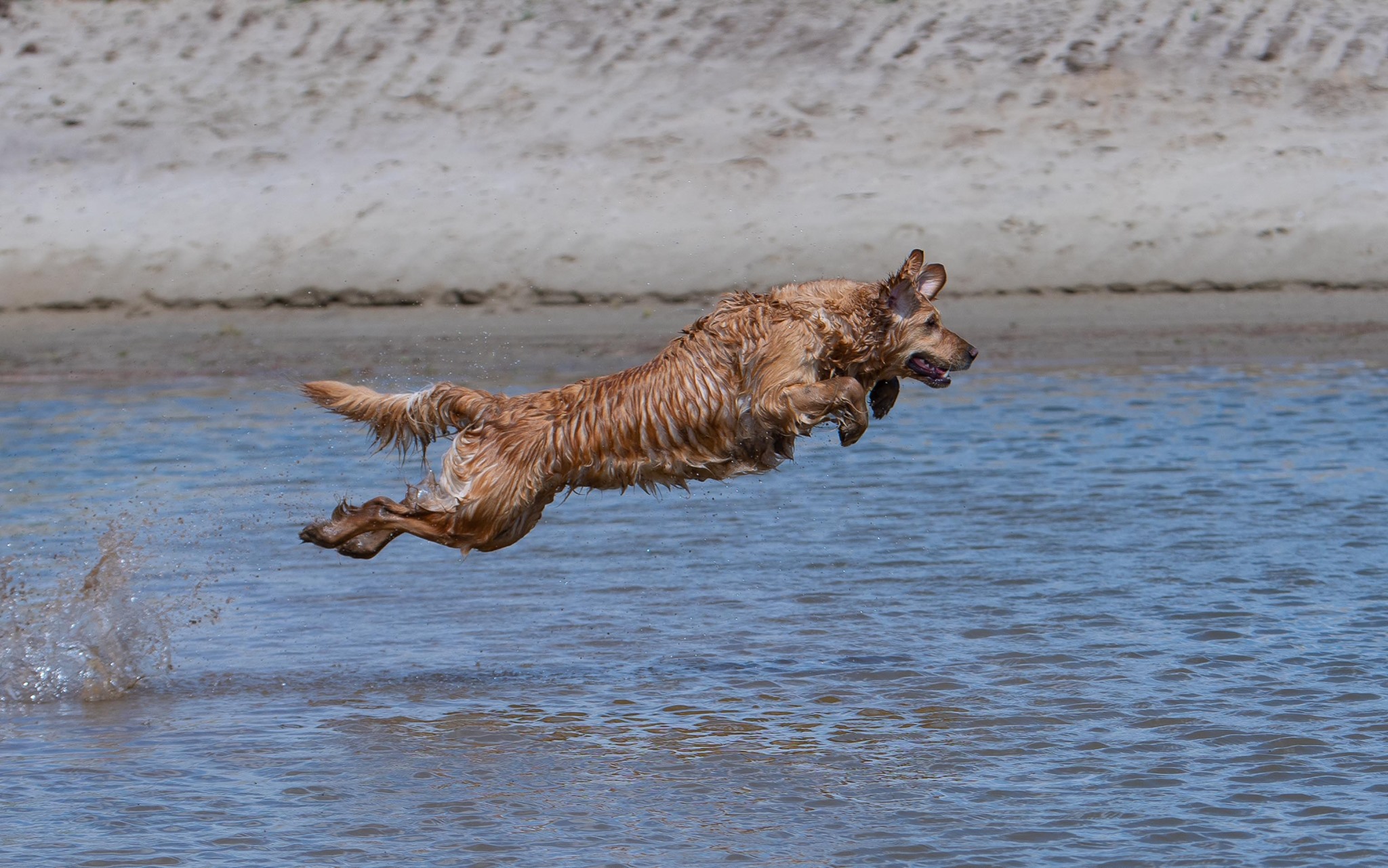 Dog picture