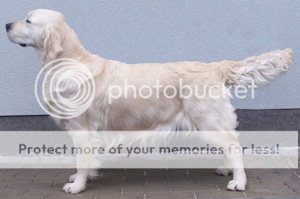 Dog picture