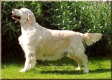 Dog picture