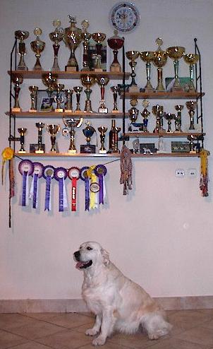 Dog picture