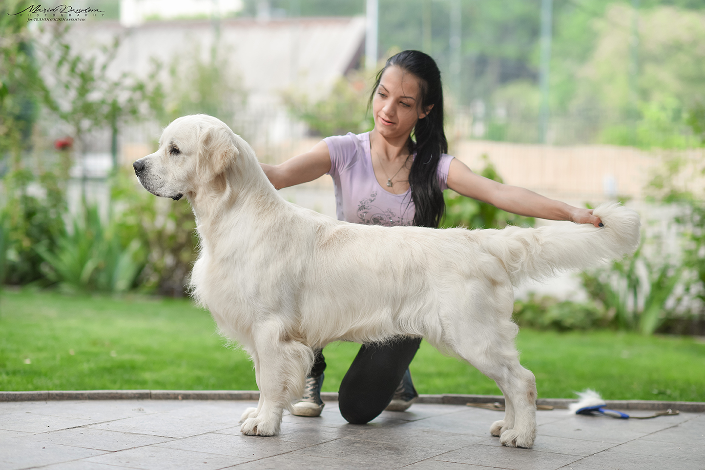 Dog picture