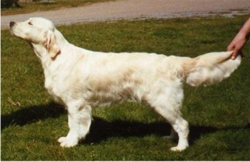 Dog picture