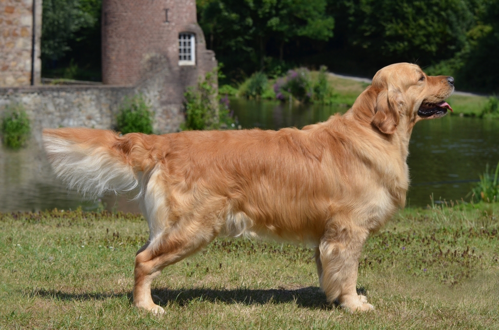 Dog picture