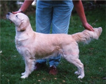 Dog picture