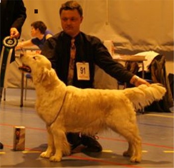 Dog picture