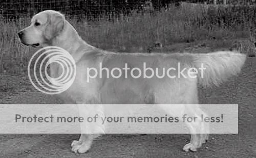 Dog picture