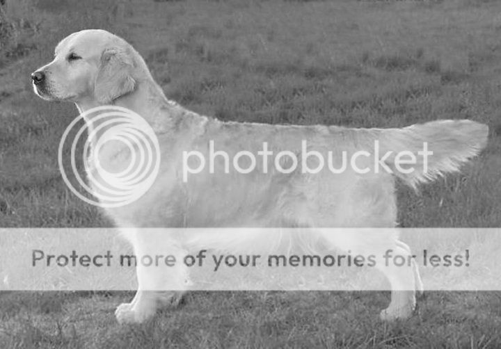 Dog picture