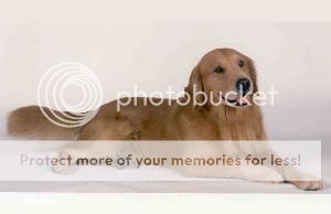Dog picture