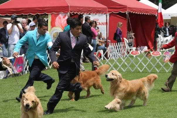 Dog picture