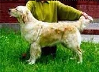Dog picture