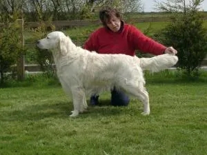Dog picture