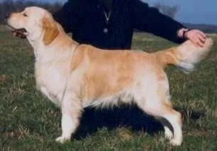 Dog picture