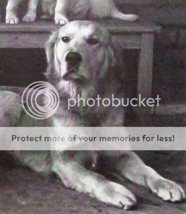 Dog picture