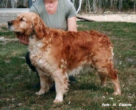 Dog picture