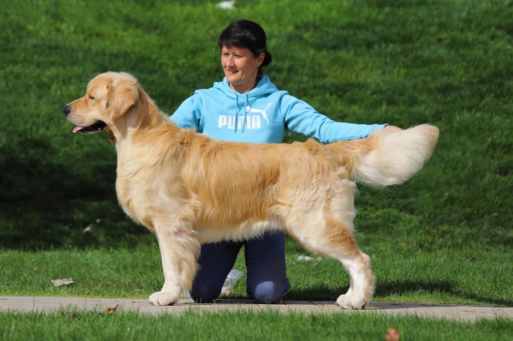 Dog picture